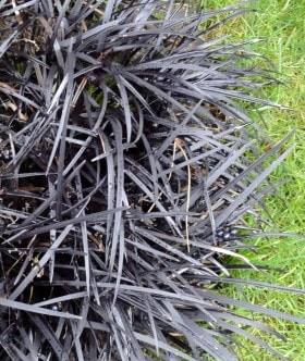 Ophiopogon Plnisc. Nigrescens