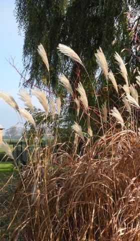 Miskant chiński Sacchariflorus