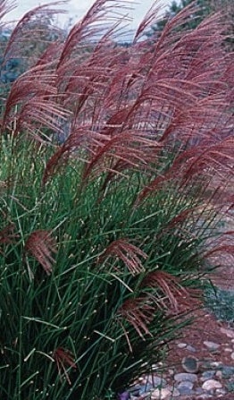 Miskant chiński Rotfrder