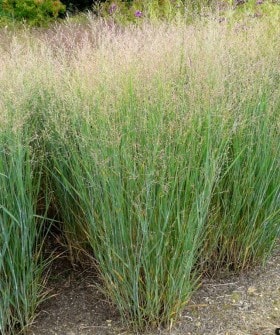 Panicum Virgatum Shenandoah