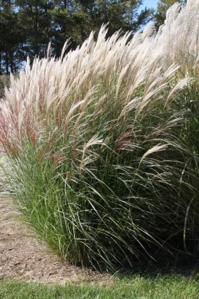 Miskant chiński Silberfeder