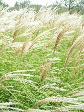 Miskant chiński Sarabande