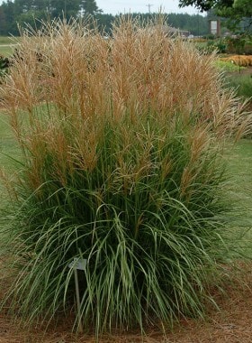 Miskant chiński Sirene