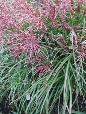 Miskant chiński Red Chief