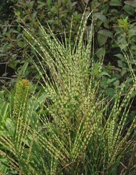 Miskant chiński Zwergzebra