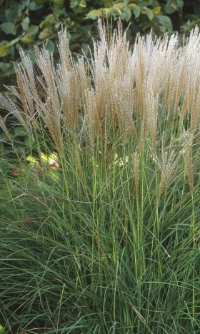 Miskant chiński Silberspinne