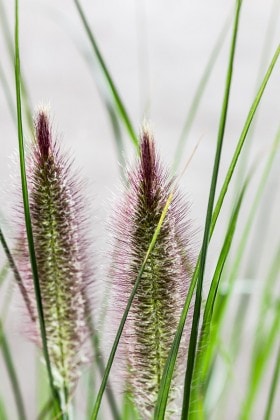 Pennisetuym Alop. Autum Magic