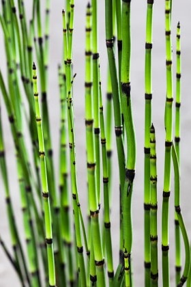 Skrzyp zimowy Robustum