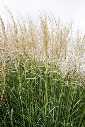 Miskant chiński Vanilla Sky