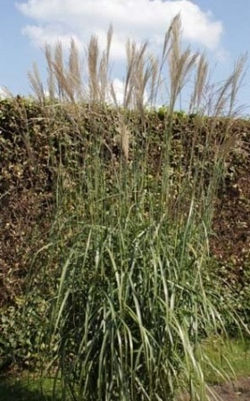 Miskant chiński Prof. Richard Hansen