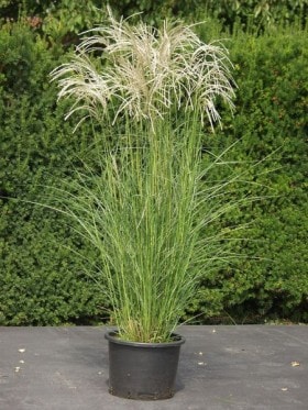 Miskant chiński Kleine Silberspinne