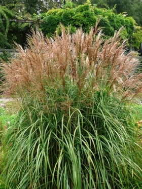 Miskant chiński Malepartus