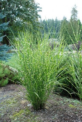 Miskant chiński Zebrinus