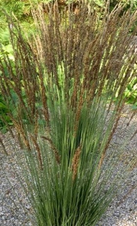 Molinia Caerulea Edith Dudszus