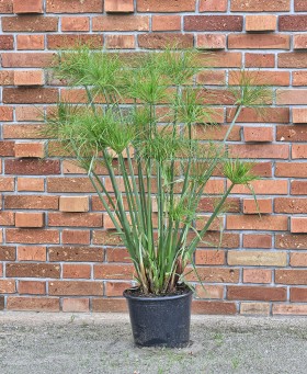 Papirus Cyperus