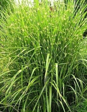 Miskant chiński Punktchen