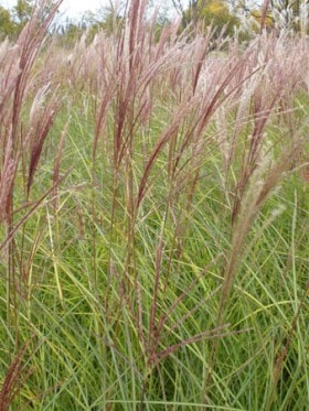 Miskant chiński Nippon