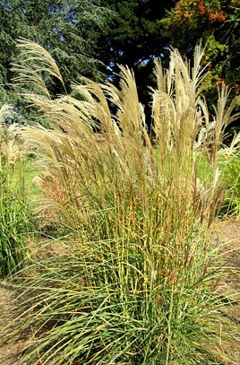 Miskant chiński Udine