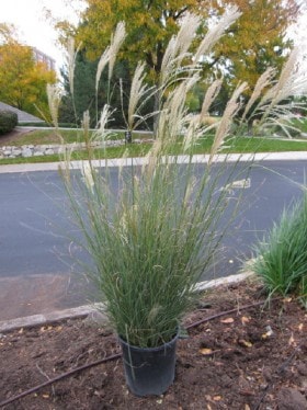 Miskant chiński Yaku Jima