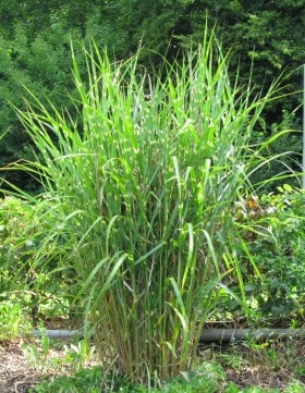 Miskant chiński Strictus