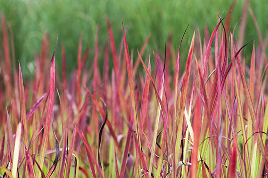 Imperata Cylindryczna Red Baron – ogień w ogrodzie. Jak ją sadzić i z czym łączyć?