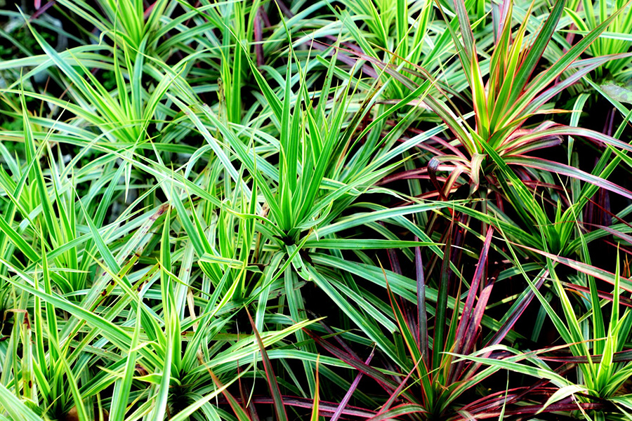 Jak ciąć trawy ozdobne, żeby nie popełnić błędu?