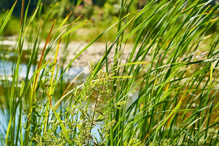 Jak trawy ozdobne radzą sobie na glebach w okolicach Poznania i Kórnika