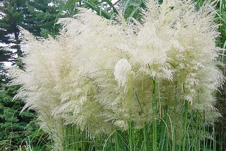 Cortaderia Pink Feather – pampasowa elegancja w różowym wydaniu. Dla kogo naprawdę jest ta trawa?