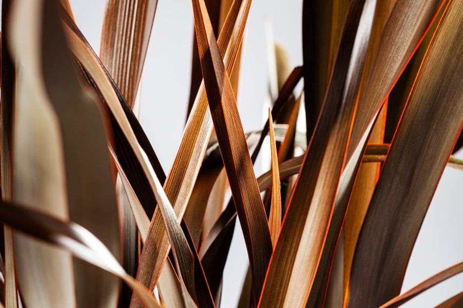 Len nowozelandzki (Tęgosz mocny) – roślina architektoniczna, która porządkuje ogród