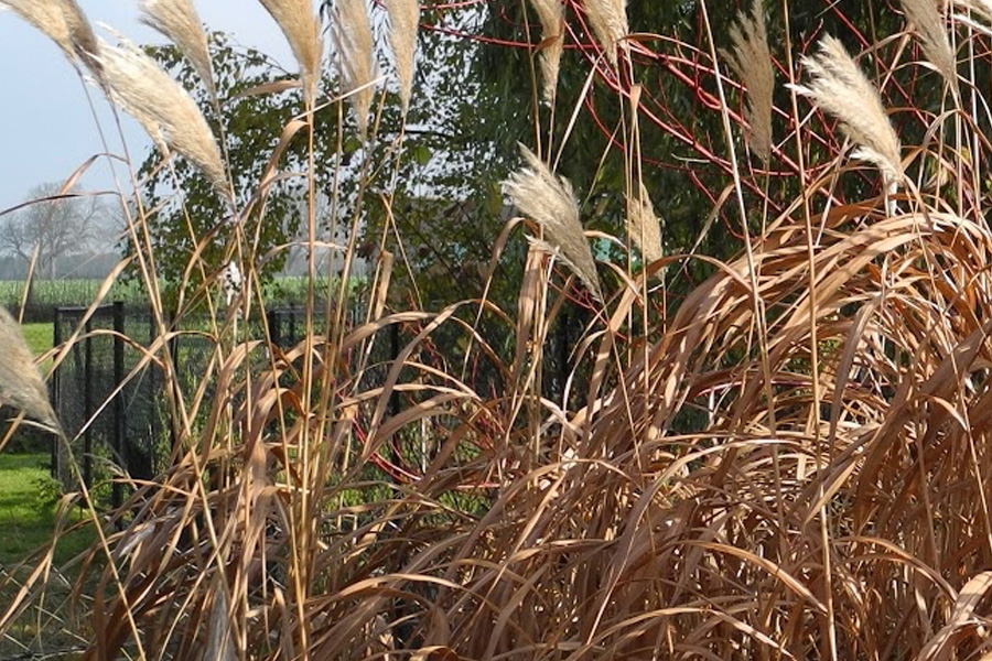 Miskant Sacchariflorus – siła, skala i naturalistyczny charakter