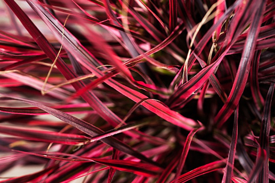 Piórkówka Fireworks – eksplozja koloru w lekkiej formie