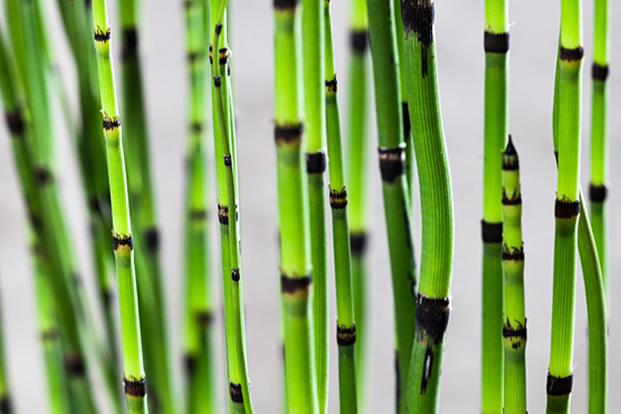 Skrzyp zimowy Robustum – graficzna struktura, która zostaje na zimę