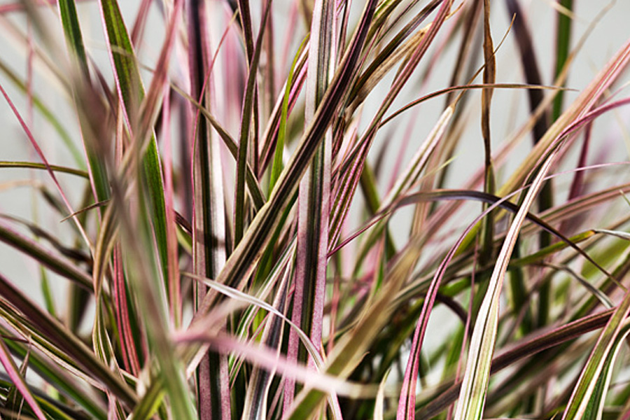Piórkówka Cherry Sparkler – subtelny kolor, który ożywia rabatę