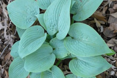 Funkia Abiqua Blue Crinkles – niebieska rzeźba liścia do ogrodu w cieniu