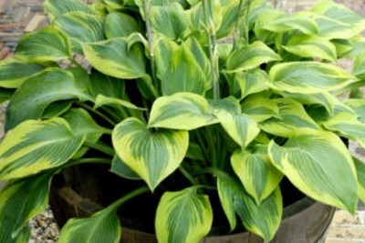 Funkia Alex Summers – światło w cieniu. Jak rozjaśnić ogród bez kwiatów