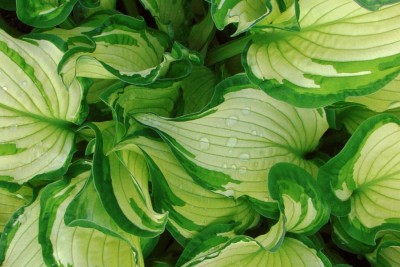 Funkia Albopicta – zmienność, która pracuje na ogród