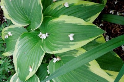 Funkia Antioch – mocny kontrast i elegancja dużego liścia