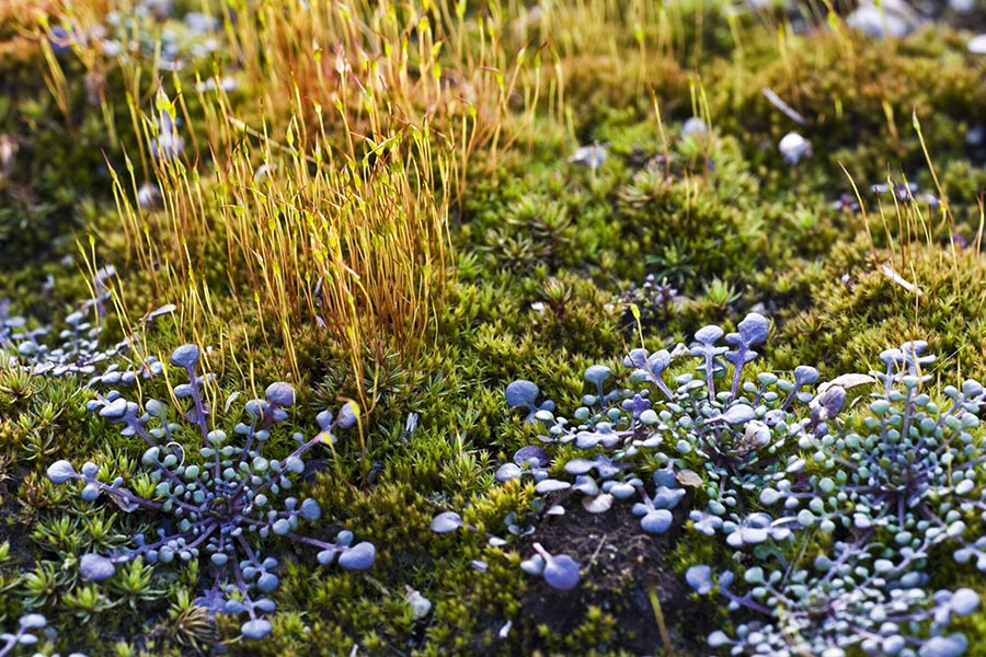 Jak łączyć trawy ozdobne z innymi roślinami w ogrodzie