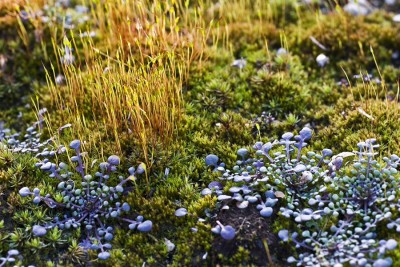 Jak łączyć trawy ozdobne z innymi roślinami w ogrodzie