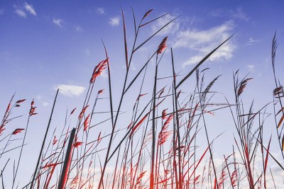Jak wybrać zdrowe rośliny w szkółce roślin ozdobnych