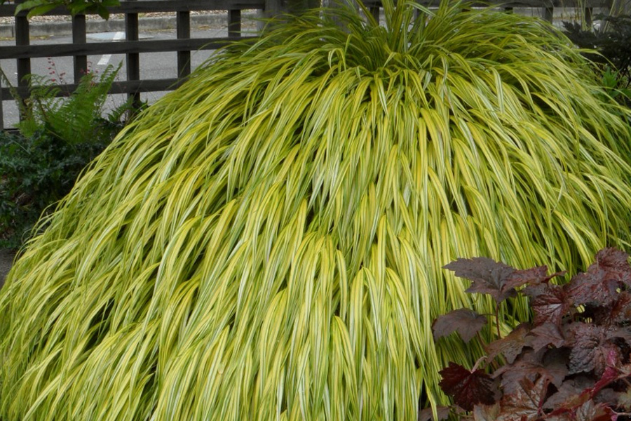 Hakonechloa – japońska trawa do ogrodu w rytmie zen