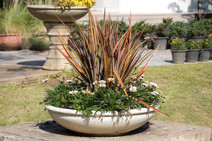 Jak wybrać trawy ozdobne do słonecznego ogrodu