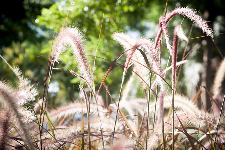 Piórkówka w ogrodzie – jak uprawiać i wykorzystać tę efektowną trawę ozdobną