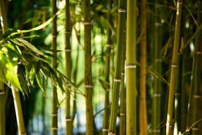 Bambus w ogrodzie – czy można uprawiać bambusy w polskim klimacie