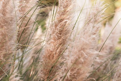 Trawa pampasowa w ogrodzie – Pink Feather czy White Feather?