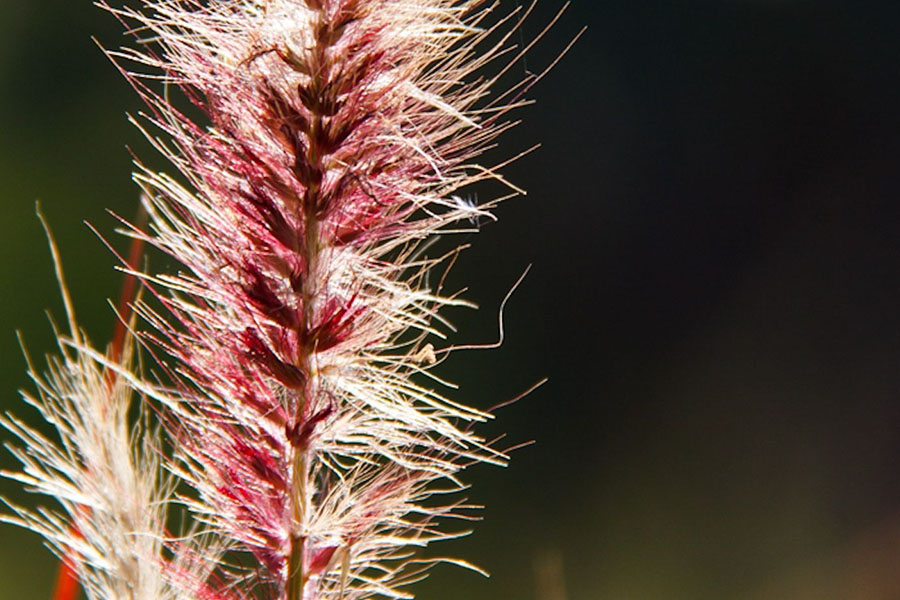 Imperata Cylindrica Red Baron – czerwona trawa, która zmienia kolor ogrodu