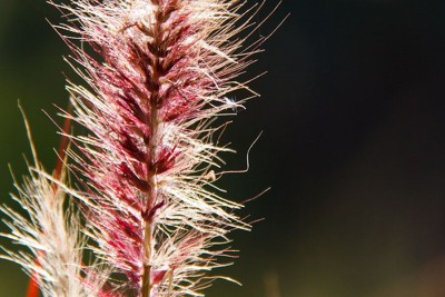 Imperata Cylindrica Red Baron – czerwona trawa, która zmienia kolor ogrodu