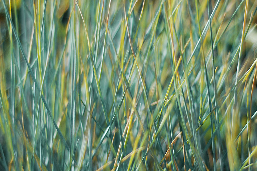 Festuca Glauca Elijah Blue – niebieska trawa, która porządkuje ogród