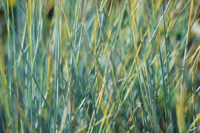 Festuca Glauca Elijah Blue – niebieska trawa, która porządkuje ogród
