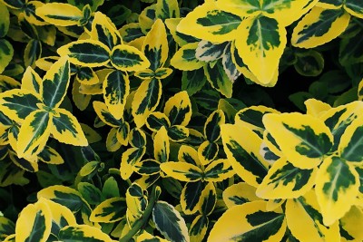 Lasecznica trzcinowata Aureovariegata – egzotyczny charakter i jasne pasy w ogrodzie